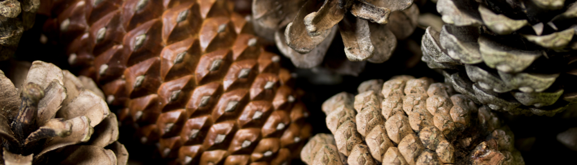 pinecones