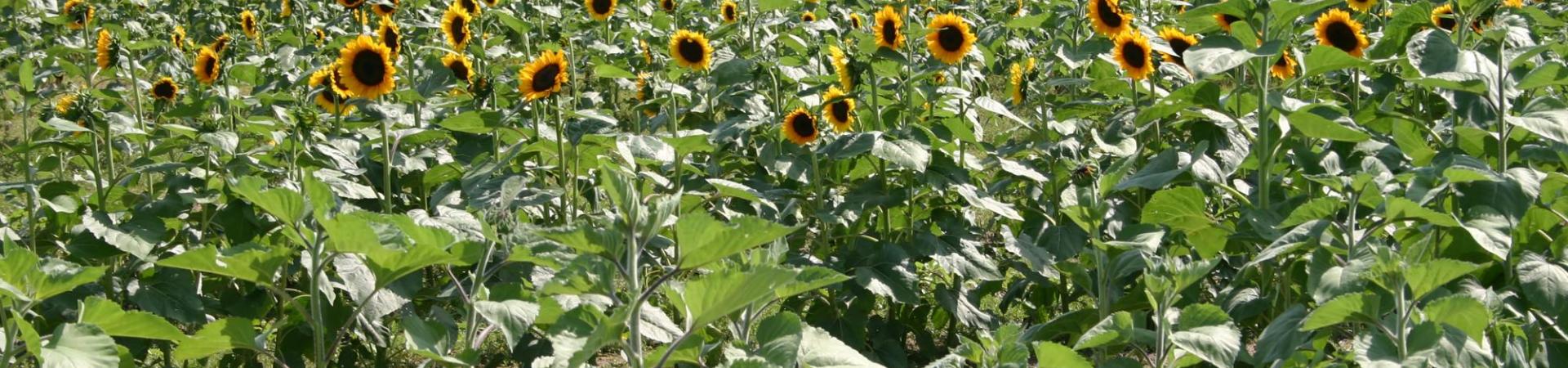 Kenly Sunflower Field