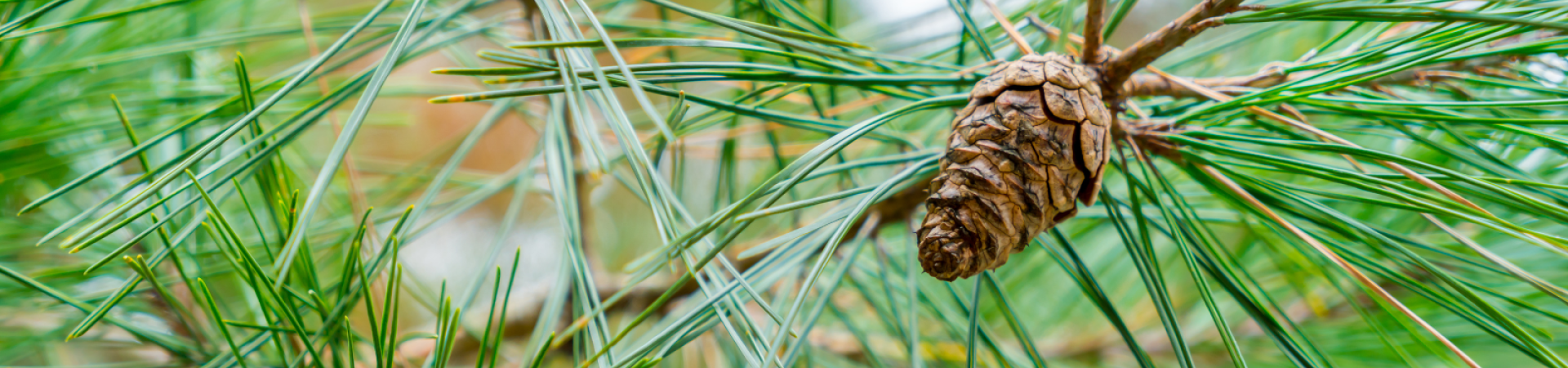 pine needles