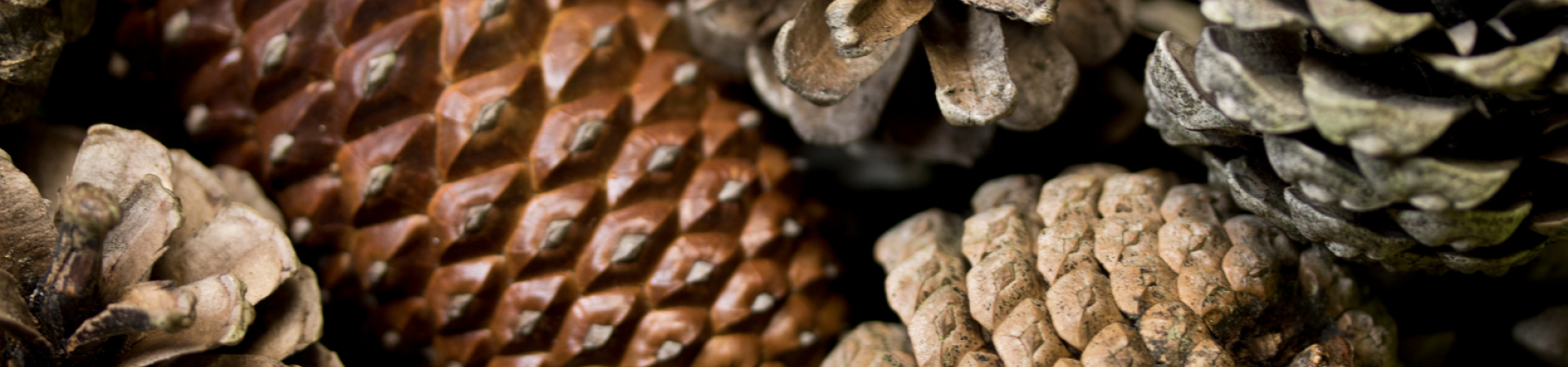 pinecones